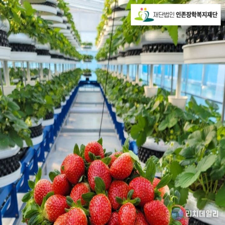 딸기 식물공장