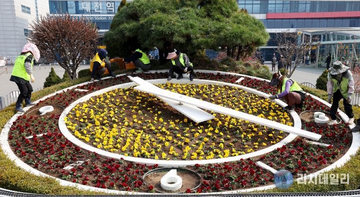 대전역 서광장 봄꽃 식재