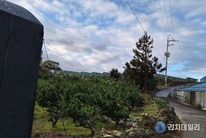 감귤원 방풍수 정비