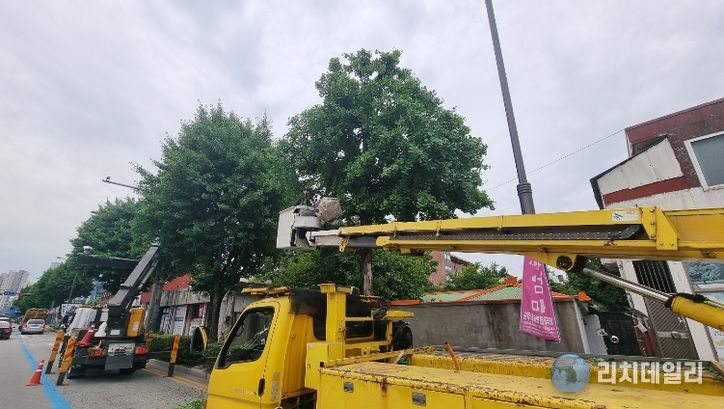 서구, 체계적 가로수 관리 추진