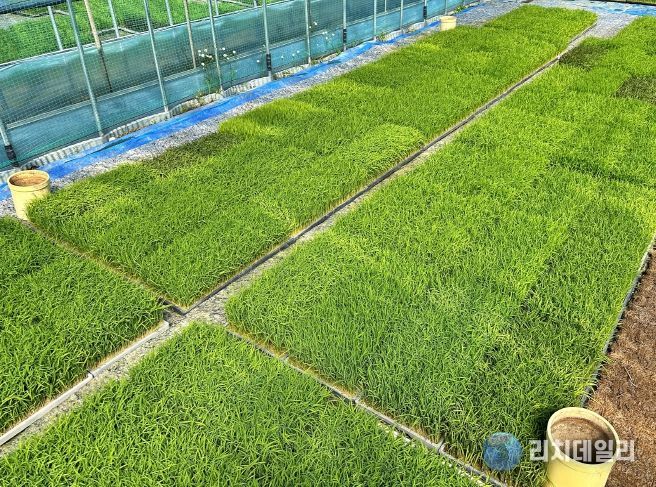 충북농기원, 벼농사 첫걸음 _볍씨 소독_ 당부(못자리 육묘관리)