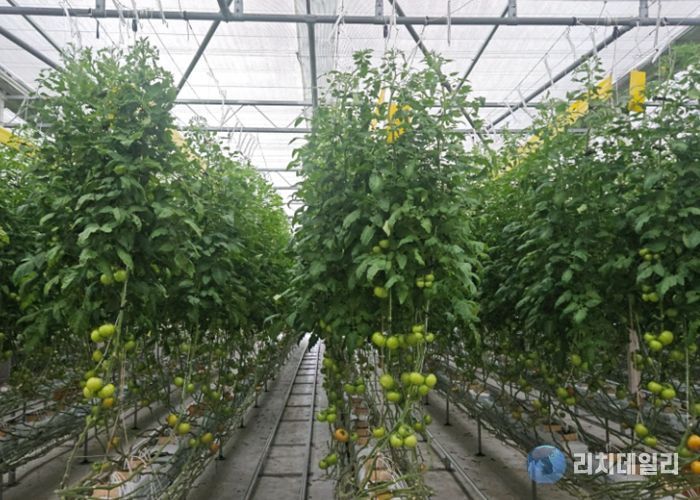 진안군, 토마토뿔나방 예찰·방제 강화