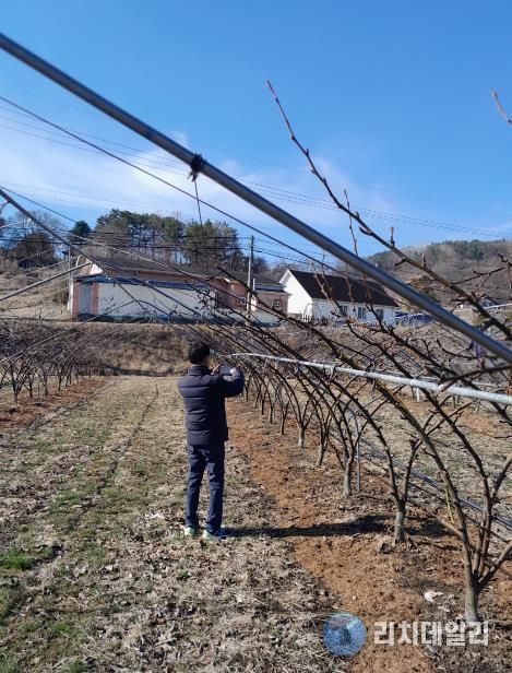 돌발해충 월동난 예찰 모습