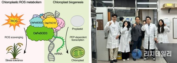 전남대 장규필 교수팀, 기후위기 작물 공식 깼다