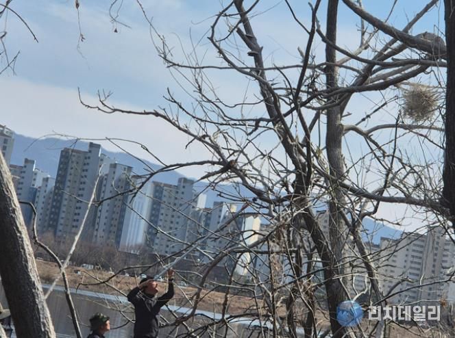 지난 25일 장대낫을 이용한 둥지 제거 현장