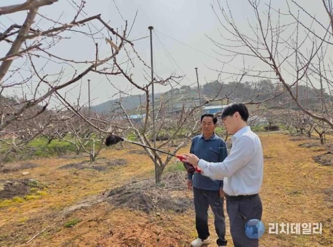1~2. 농업기술센터 과수 담당자가 복숭아 농가에 인공수분 장비 활용법을 설명하는 모습