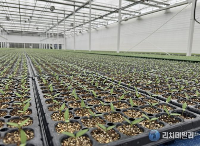 음성군, 철저한 육묘상 관리로 고추농사 준비 당부