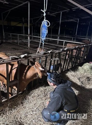 영암군, 가축 난산 대응“야간·휴일 공수의 응급대기 지원사업”추진