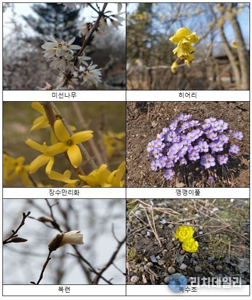 봄꽃 식물 사진 자료