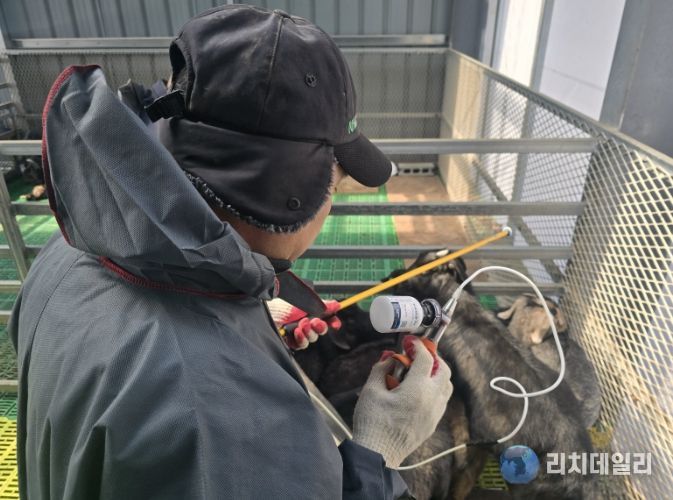 우제류 가축 구제역 백신접종