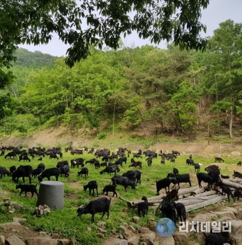 임실군, 염소 농가맞춤형 지원사업 추진 시설 현대화 · 혈통관리 주력