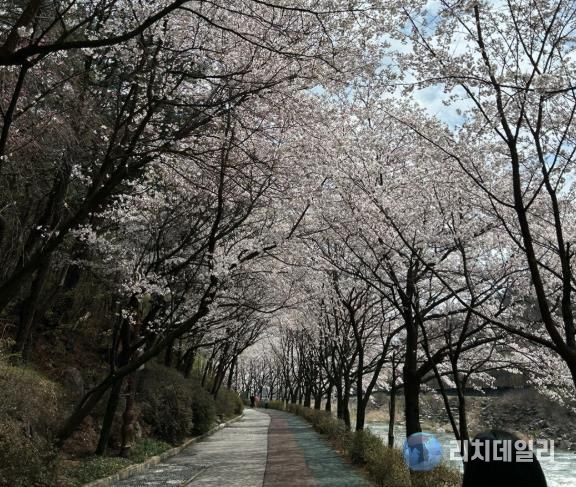 “벚꽃길 따라 마음도 쉬어가세요”