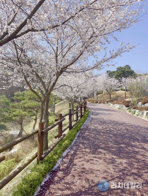 봉수산수목원 벚꽃 모습