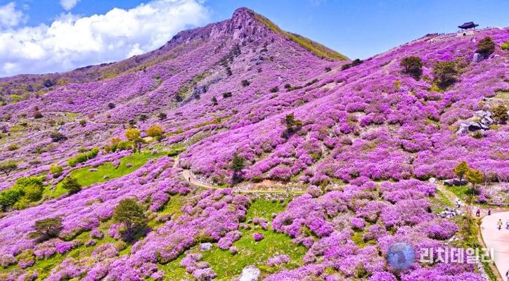 2025년 5월 산청 황매산 모습