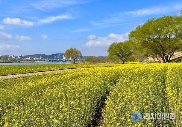 나주시가 영산강 둔치 일원에 대규모 유채꽃 단지를 조성해 봄맞이 방문객들을 맞이한다.
