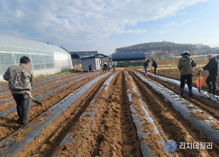 고양시 고봉동 주민자치회, ‘사랑의 감자 모종 심기’ 행사 개최