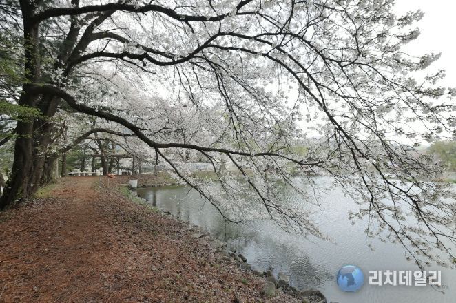가평군, 청평 옛 중앙내수면연구소 벚꽃길 개방