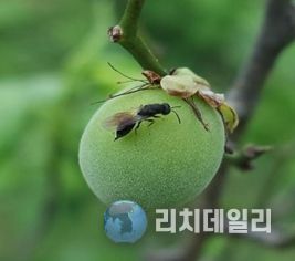 매실 복숭아씨살이좀벌 적기 방제 당부