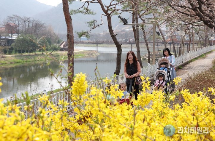 노란 개나리가 만발한 괴산 동진천변 산책로를 따라 가족 단위 나들이객이 산책을 즐기고 있다