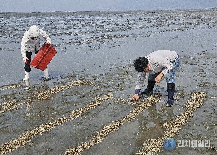 전북자치도, 어린 바지락 500만 마리 방류…연안 자원 회복 본격화