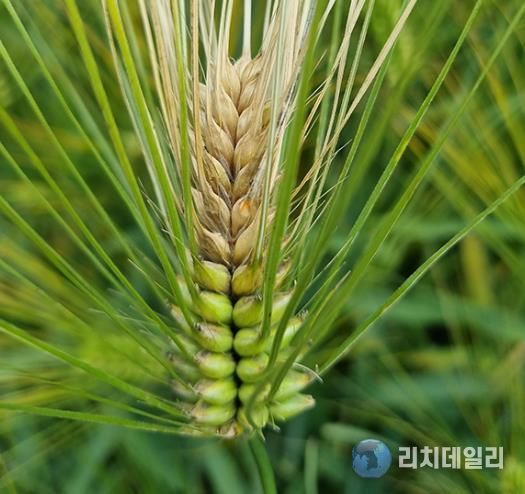 영암군, 맥류 붉은곰팡이병 예방 당부...출수기 방제 중요