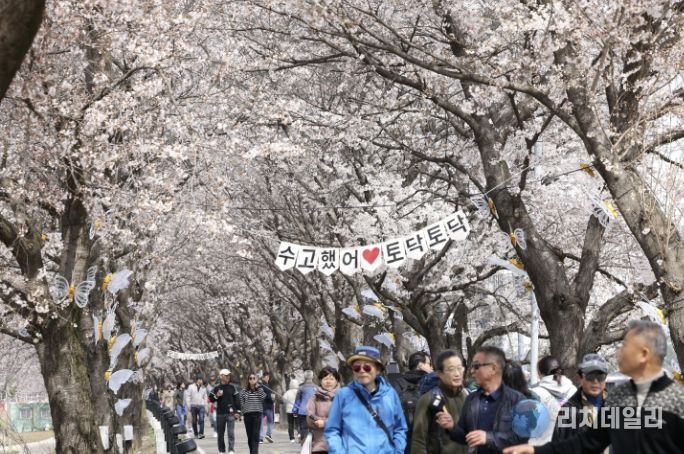 보은군, ‘2026 보은 벚꽃길 축제’ 성황리 마무리